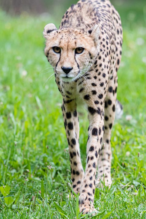 Gepardin Dina ist mit nur dreieinhalb Jahren verstorben. Foto: Zoo Basel