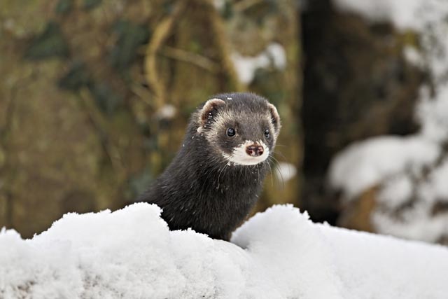 Pro Natura: Der Iltis ist das Tier des Jahres 2024