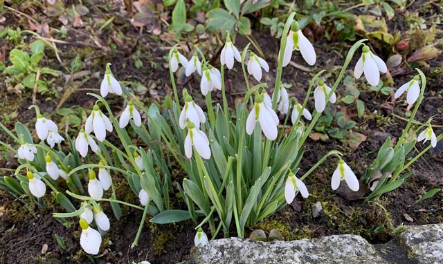 Beobachtet