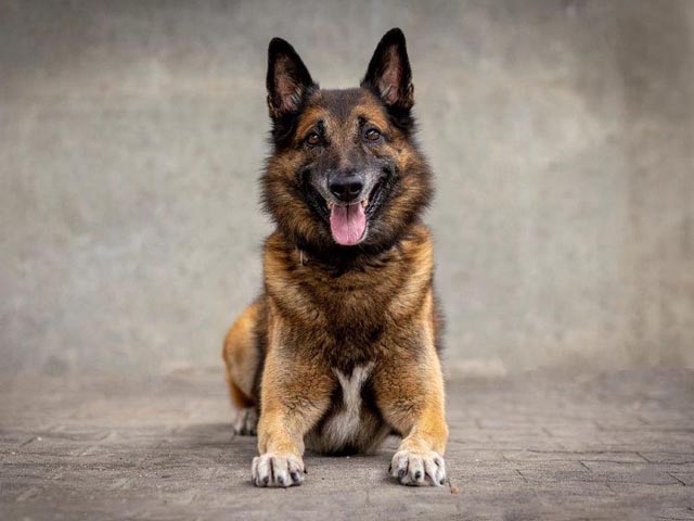 Diensthund «Gio» Gordon vom Grafenfels. Foto: Polizei BL