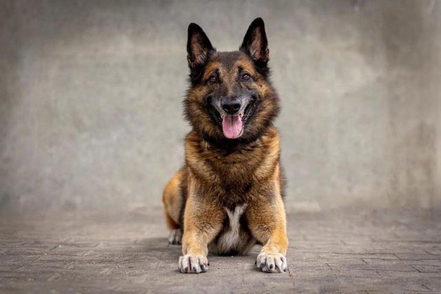 Diensthund „Gio“ Gordon vom Grafenfels war erfolgreich. Foto: Polizei Basel-Landschaft