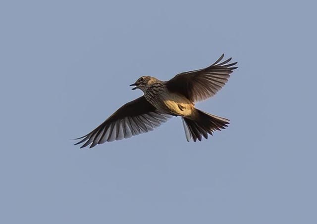 Eine Feldlerche, wie sie typischerweise im Frühling während dem Fliegen singt. Foto: Pixaby