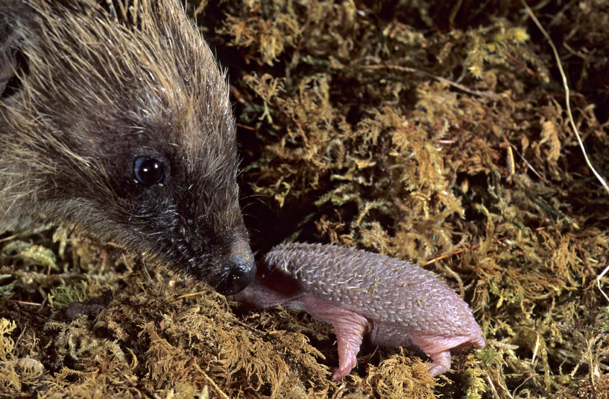 Kaum zu glauben: Schon in wenigen Wochen wird dieser Säugling ein selbstständiger Jungigel sein. Foto: Biosphoto/Daniel Heuclin