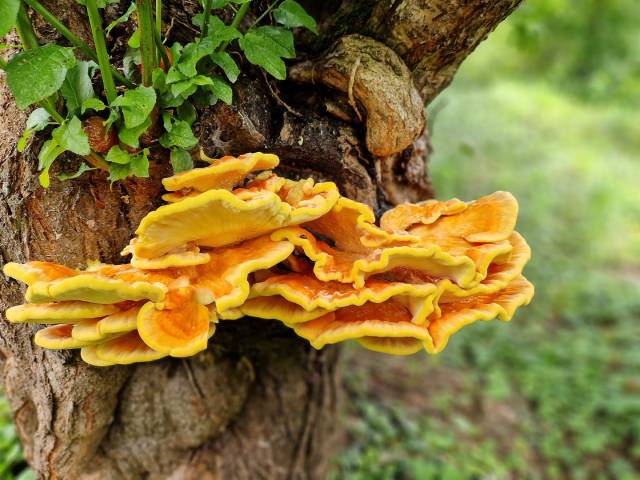 Trotzte dem Hitzesommer: Schwefelporling auf Wildpflaume aus Zuzgen